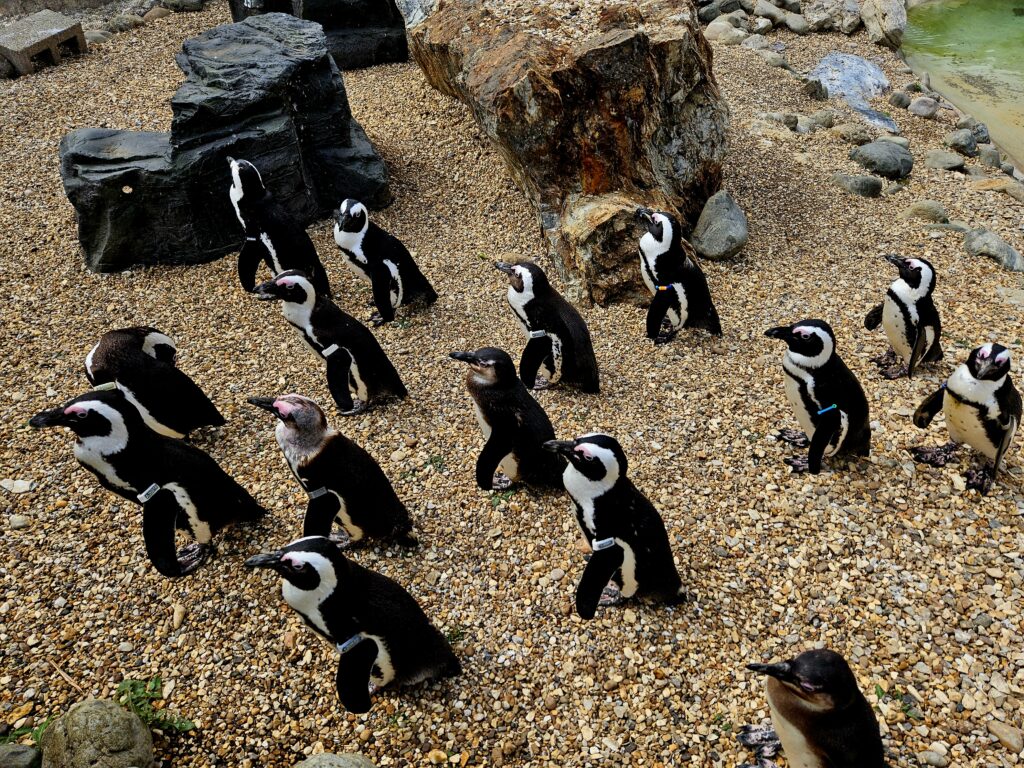 Penguins at the zoo
