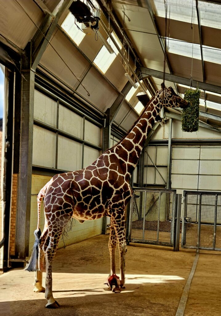 A giraffe at the zoo